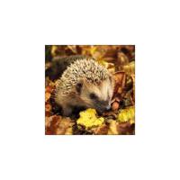 Ambiente servetten egel 33cm