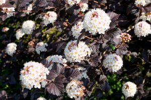 Blaasspirea op stam