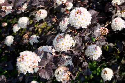 Blaasspirea op stam