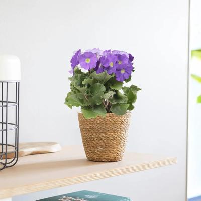 Primula Obconica &apos;Touch me&apos; - Sleutelbloem - P12