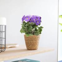 Primula Obconica &apos;Touch me&apos; - Sleutelbloem - P12