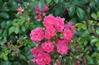 Roze bodembedekkende roos