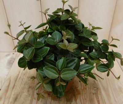 2 stuks! Peperomia angulata donker groen - Warentuin natuurlijk
