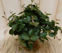 2 stuks! Peperomia angulata donker groen - Warentuin natuurlijk