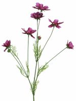 Cosmos Orion beauty 92cm