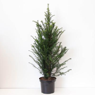 Taxus baccata 80-125 cm - Warentuin natuurlijk