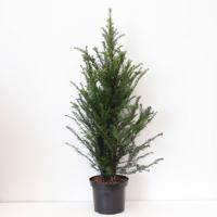 Taxus baccata 80-125 cm - Warentuin natuurlijk