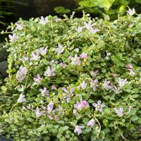 2 stuks! Anagallis tenella potmaat P11 Teer guichelhei Moerings - Moerings