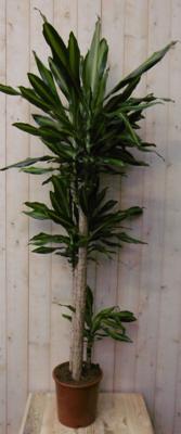 Kamerplant Drakenbloedboom Dracaena Massangeana Geel-Groen 160 cm - Warentuin natuurlijk