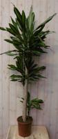Kamerplant Drakenbloedboom Dracaena Massangeana Geel-Groen 160 cm - Warentuin natuurlijk