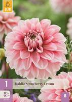 Dahlia strawberry cream