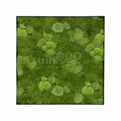 Mosschilderij Bol- en Platmos 60x60cm