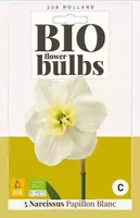 X 5 Narcissus Papillon Blanc - thumbnail