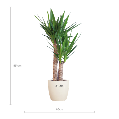 Yucca Elephantipes met Viber wit - 90cm - Ø21