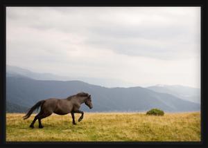 Poster - IJslands paard