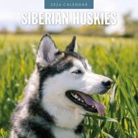 Siberian Husky Kalender 2026