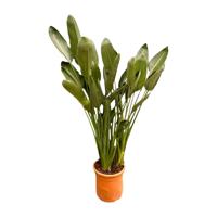 Strelitzia Reginae XXL - 200cm - ø50 Strelitzia Reginae XXL - 200cm - ø50