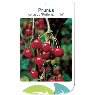 Prunus Cerasus Kelleris nr. 16 fruitboom Zure kers Warentuin Natuurlijk - Warentuin natuurlijk