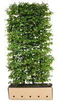 Carpinus betulus 80 cm. - Quickhedge