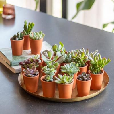 plantje.nl 20 stuks, Vetplantjes, Groen, Verschillende soorten, Mini