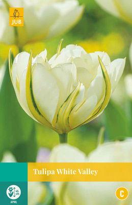 Tulipa White Valley - Jub