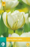 Tulipa White Valley - Jub