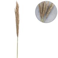 Droogtak Pampas naturel 135 cm | 20 stuks