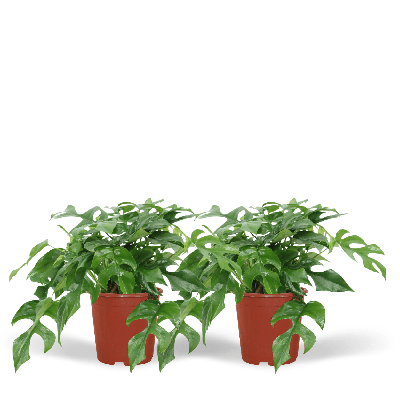 Monstera Minima - (Gatenplant) - 2 stuks - Ø15cm - ↕30cm