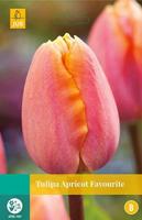 Tulipa Apricot Favourite 5 bollen - Jub