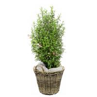 Planten/bloemen mand met hengsels - rotan gevlochten -D30 x H23 cm -plantenpot/plantenmand