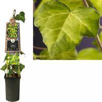 Hedera c. 'Sulphur Heart'