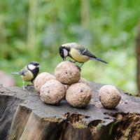 Vetbollen met insecten - 6 stuks