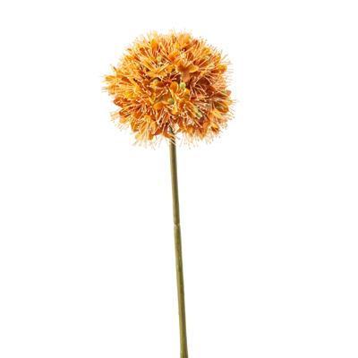 Allium