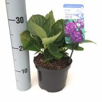 Hydrangea Macrophylla "Mathilde Gutges" boerenhortensia - thumbnail