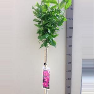 Hibiscus syriacus Woodbridge op stam - Stam 110 cm - 8 stuks