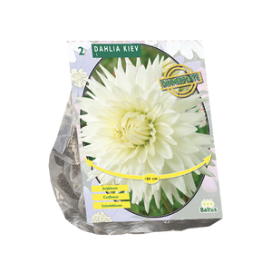 Dahlia