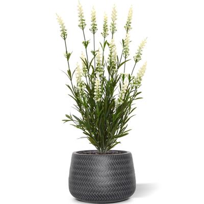 Lavendel kunstplant 50cm - wit - UV bestendig