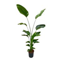 Strelitzia Nicolai - 175 cm - ⌀24