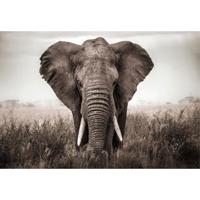 Schilderij Glas Olifant