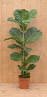 Tabaksplant Ficus Lyrata kamerplant potmaat 17 cm H60-80 Warentuin Natuurlijk - Warentuin natuurlijk