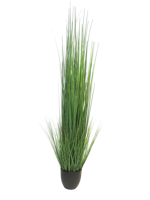 (Best) King festuca green in pot 150cm - Nova nature