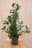 Laurierkers meerstammig Prunus laurocerasus 120 cm witte bloemen Warentuin Natuurlijk - Warentuin natuurlijk