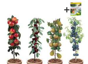 4 Winterharde fruitbomen: Kers, Pruim, Appel en Peer + Pokon plantvoeding