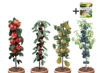 4 Winterharde fruitbomen: Kers, Pruim, Appel en Peer + Pokon plantvoeding - thumbnail