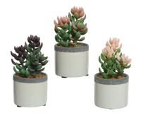 Decoris Kunstplant Vetplant In Pot Keramiek L7.5-B7.5-H14cm- Verkrijgbaar In 3