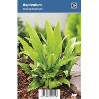 Tongvaren (Asplenium Scolopendrium) schaduwplant - 12 stuks - thumbnail