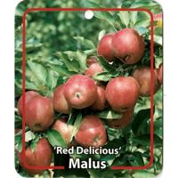 Malus Domestica Red Delicous - Oosterik home