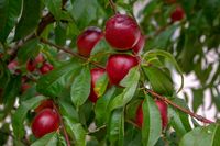 Nectarine madame blanchet