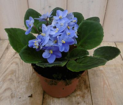 2 stuks! Kamerplant Kaaps viool blauw - Warentuin natuurlijk