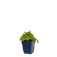 Campanula glom. Alba vaste plant Griffioen - Griffioen